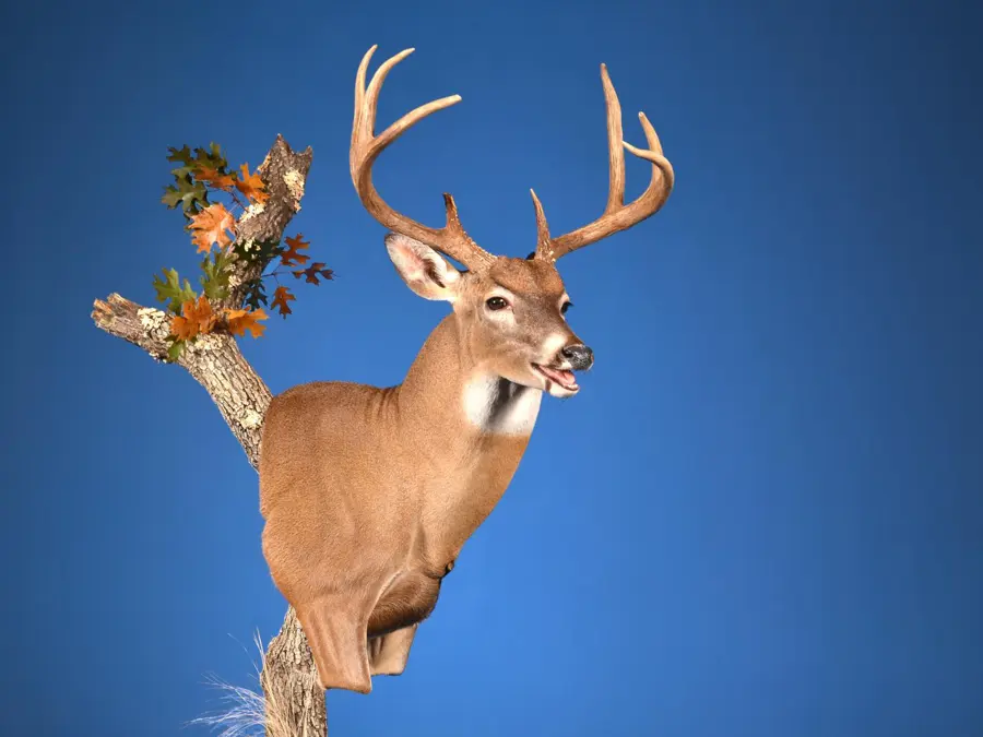 Whitetail by Johnny Risinger - Whitetail - Open Mouth Game Head 3rd Place, 2026 NTA Championship