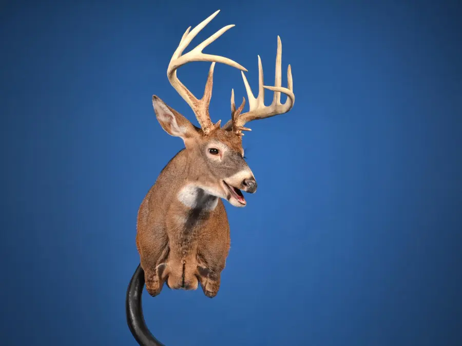 Whitetail by Butch Irwin - Whitetail - Open Mouth Game Head 2nd Place, 2026 NTA Championship