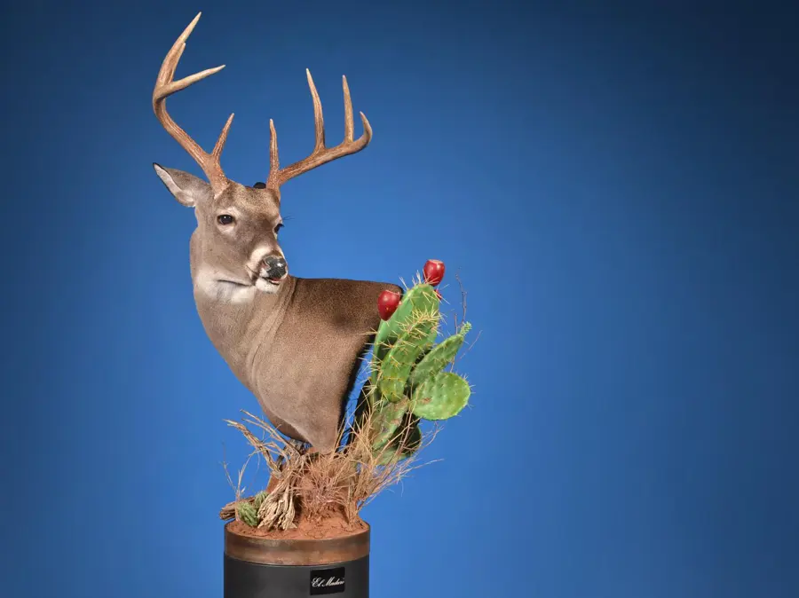 Whitetail by Clint Rickey - Whitetail - Open Mouth Game Head 1st Place, 2026 NTA Championship