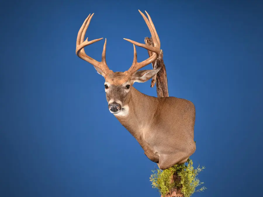 Whitetail by Joe Morin - Whitetail - Closed Mouth Game Head 2nd Place, 2026 NTA Championship