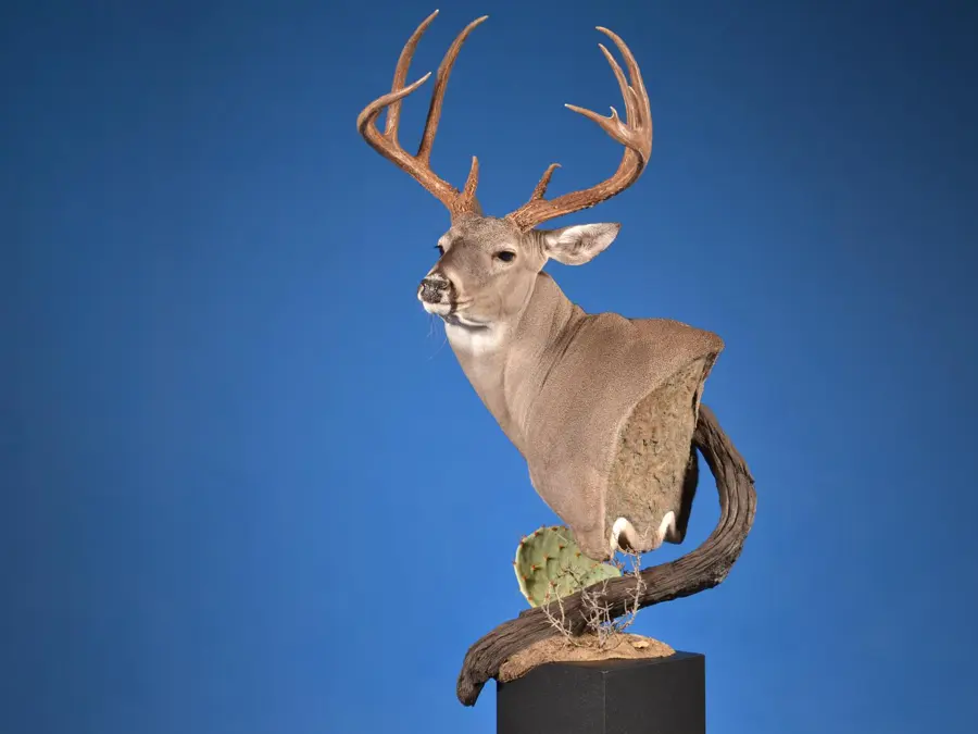 Whitetail by Jenna Everage - Whitetail - Closed Mouth Game Head 1st Place, 2026 NTA Championship