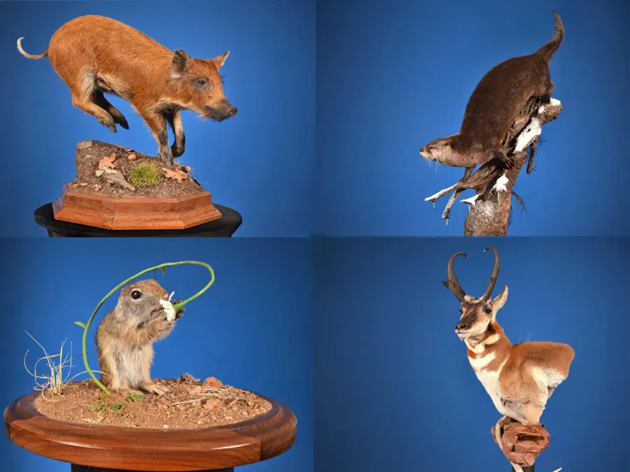 Baby Hog, Squirrel by Eric Zajac - Matuska Competitors Award - National, 2026 NTA Championship