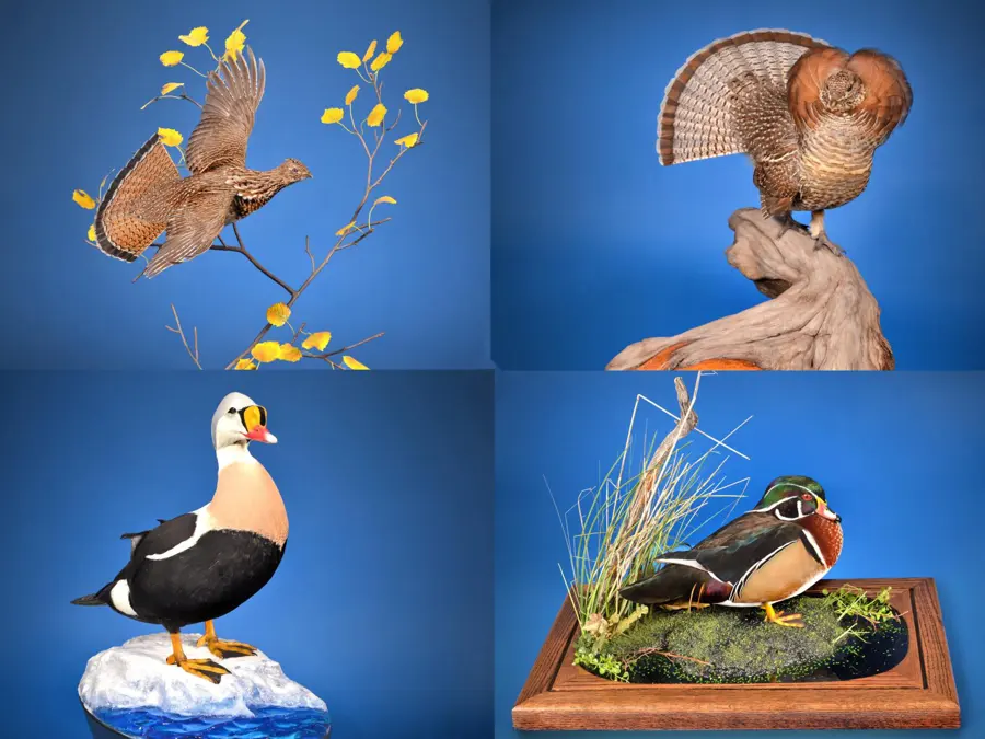 Ruffed Grouse (2), King Eider, Wood Duck by Kent Reedy - Matuska Competitors Award - North American, 2026 NTA Championship