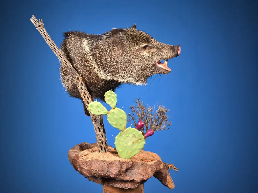 Javelina by Patrick Betts - Pro-1 Award - National, 2026 NTA Championship