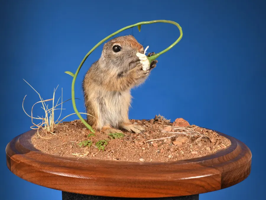 Ground Squirrel by Eric Zajac - Henry Wichers Inchumuk Memorial Award, 2026 NTA Championship