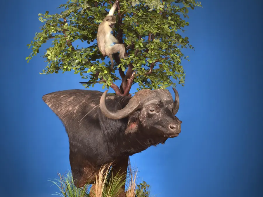 Cape Buffalo by Jesus Garcia - Charley Haynes Memorial Award, 2026 NTA Championship