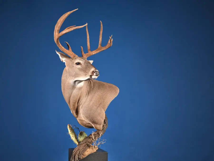 Whitetail by Jenna Everage - Joseph Bruchac Memorial Award, 2026 NTA Championship