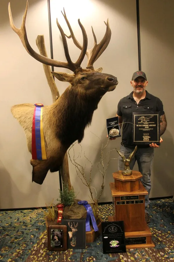 Bull Elk by Brandon Mitchell, State Taxidermist Achievement Award winner for Arkansas