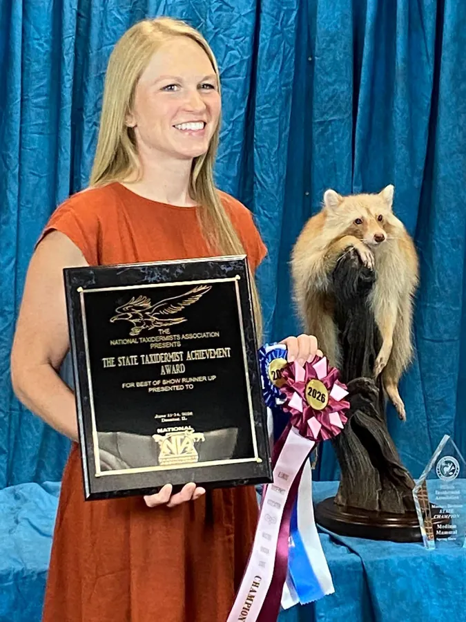 Raccoon by Amanda Weathers, State Taxidermist Achievement Award winner for Illinois