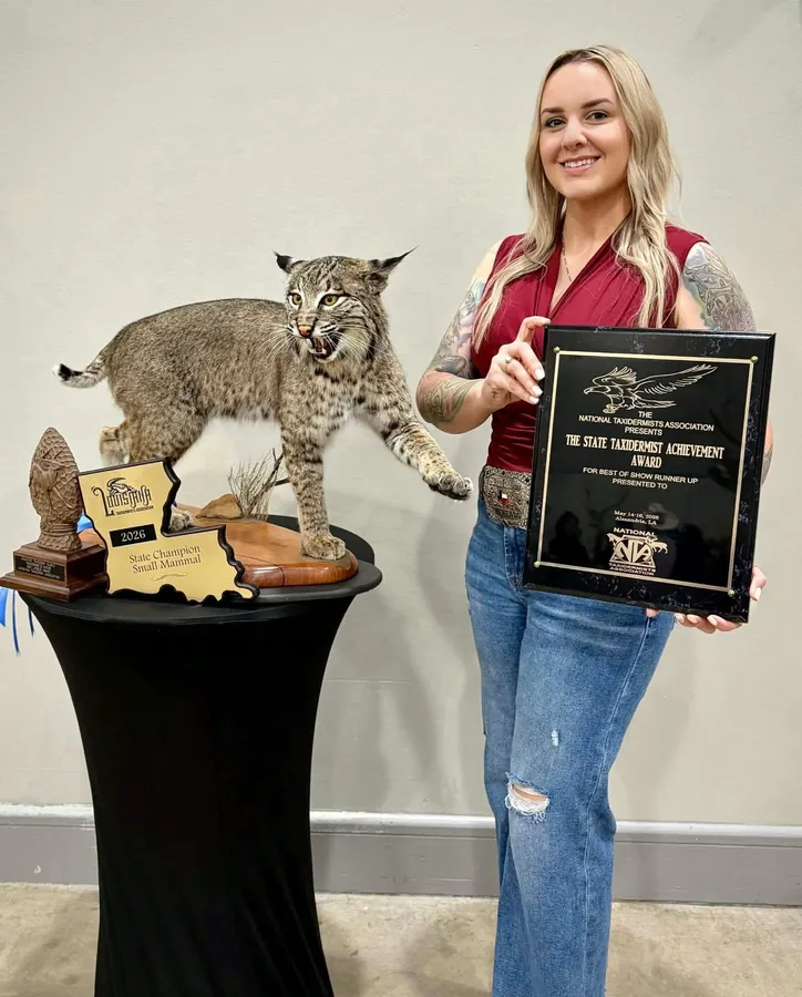 Bobcat by Whitney Steward, State Taxidermist Achievement Award winner for Louisiana