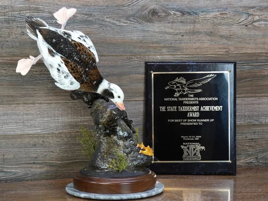 Long Tail by Chad Horst, State Taxidermist Achievement Award winner for Maryland/Eastern Regional