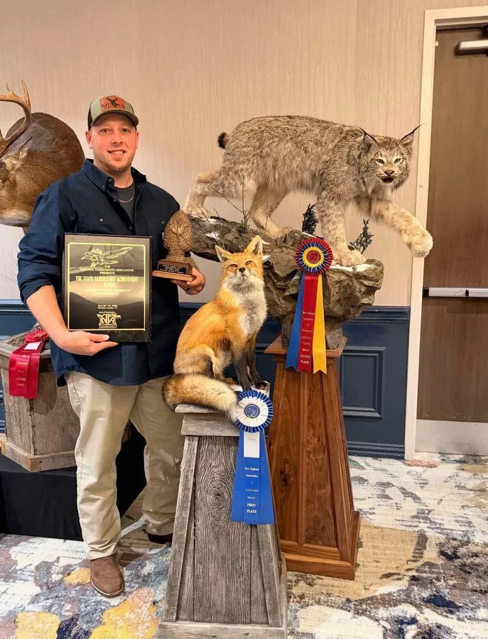 Red Fox by Dustin Coons, State Taxidermist Achievement Award winner for Northeast Association of Taxidermists