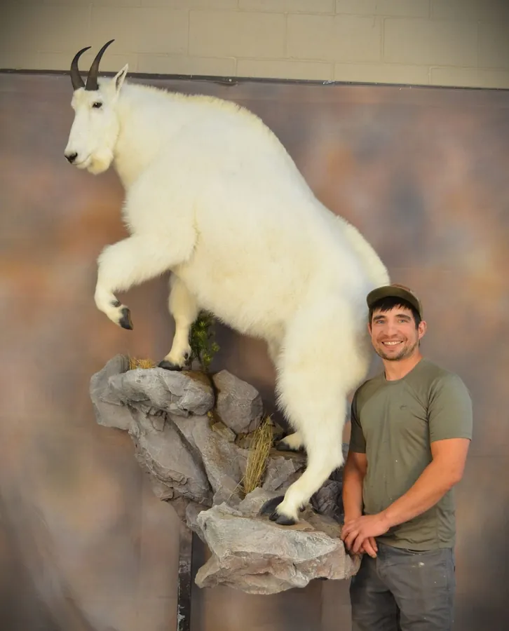 Mountain Goat by Zane Smith, State Taxidermist Achievement Award winner for Oregon