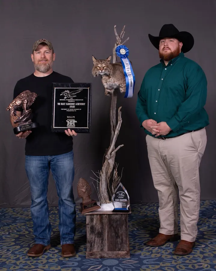 Bobcat by Jarvie Robinson, State Taxidermist Achievement Award winner for Virginia