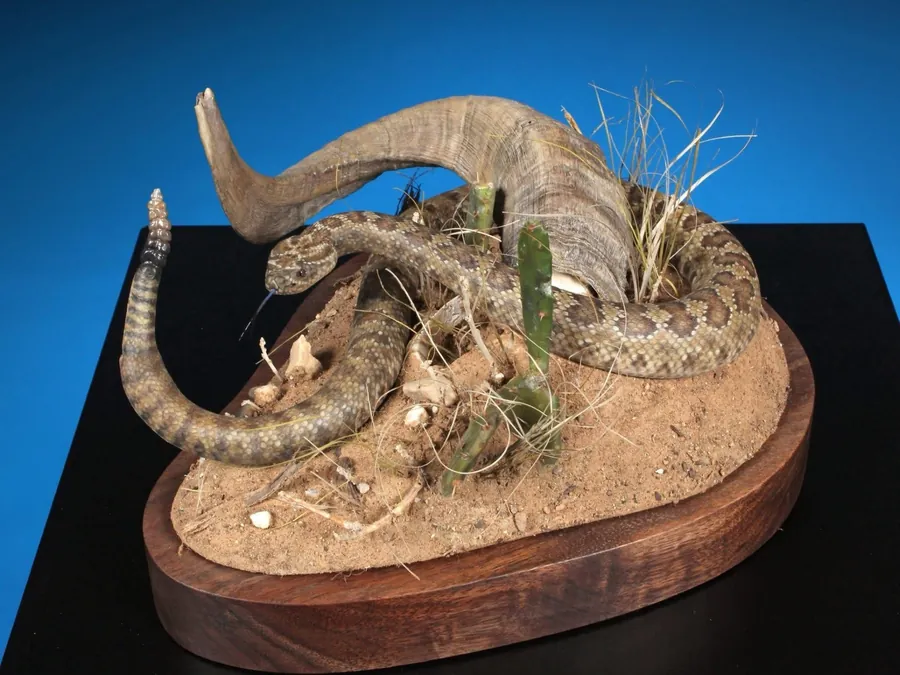 Prairie Rattlesnake by Tim Gorenchan, State Taxidermist Achievement Award winner for Wisconsin